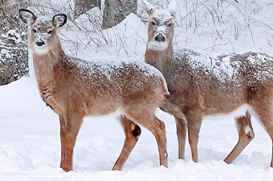 Vue en hiver avec chevreuils B&B La Tremblante